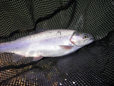 容姿端麗には程遠く・・